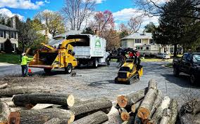 Professional Tree Removal Services in Noble, OK