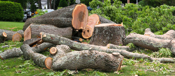 Leaf Removal in Noble, OK