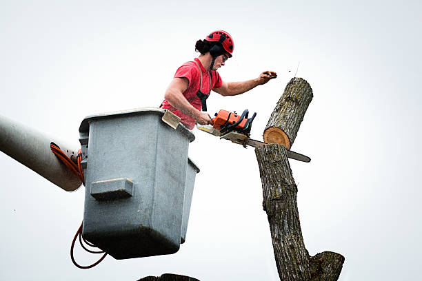 Best Leaf Removal  in Noble, OK